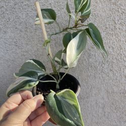 Philodendron Rio Plant 