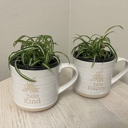 Spider Plants in Cute Mugs