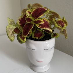 Decor Natural Plant