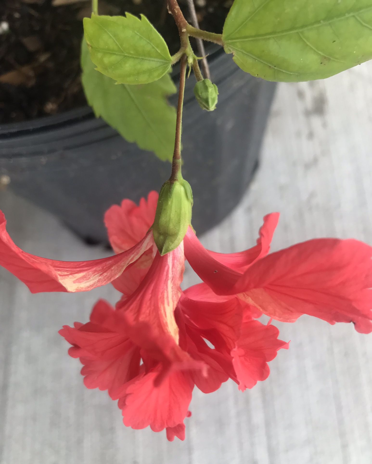 Hibiscus 🌺