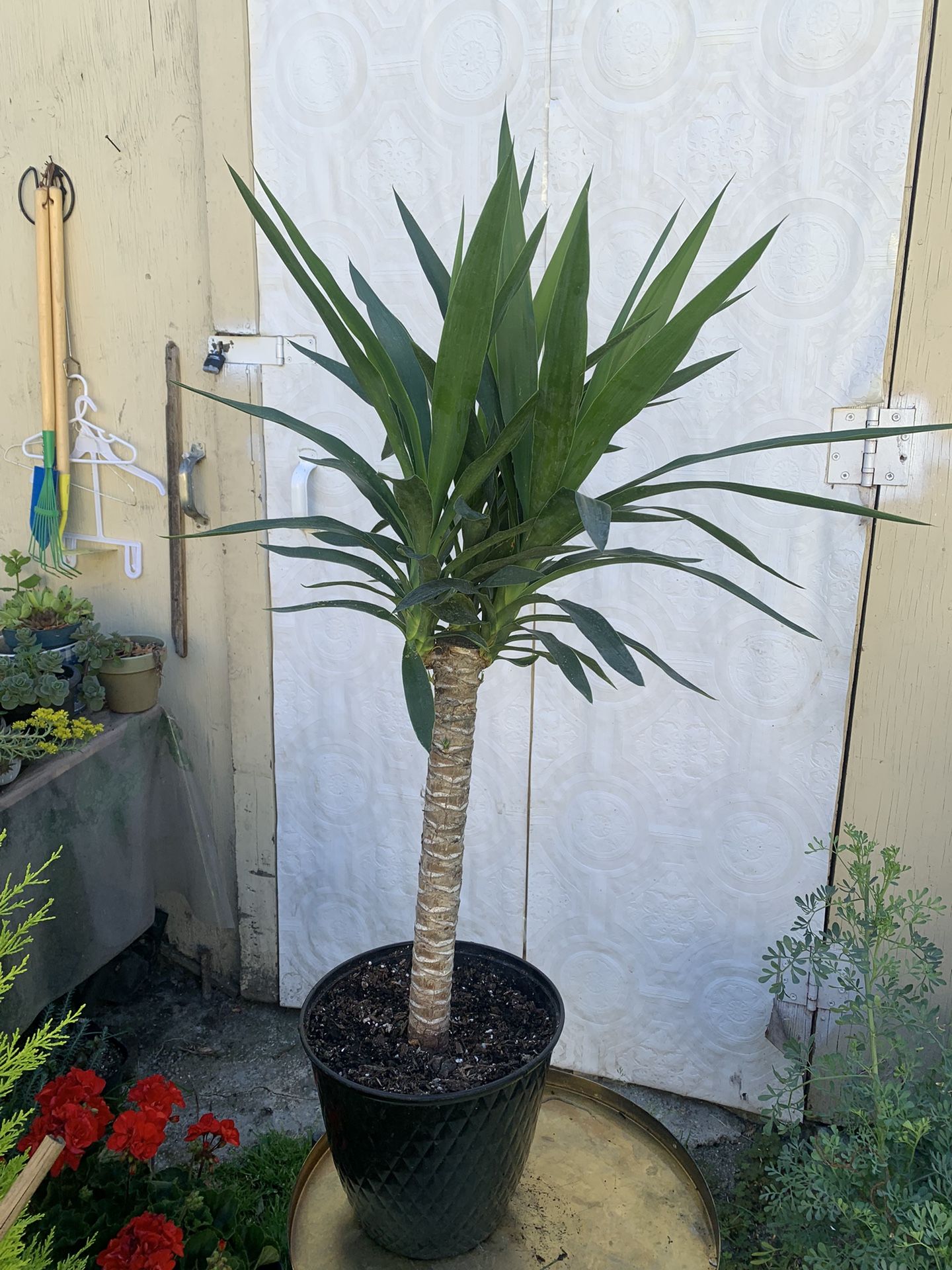 Indoor Yucca 