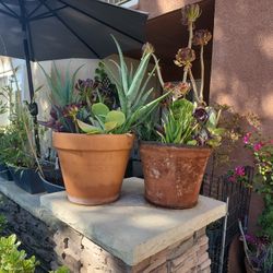 Large Pots With Loads Of Succulents 