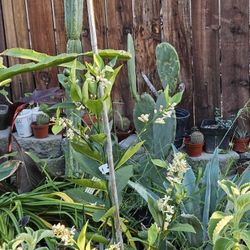 Limon Meyer 5 Galones 