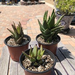 ”GOLD TOOTH”  Aloe Succulent Plants 