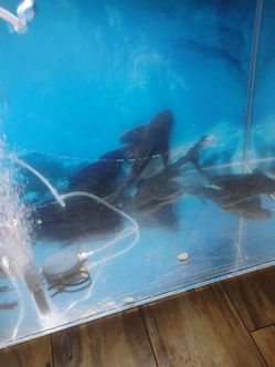 Fish tank