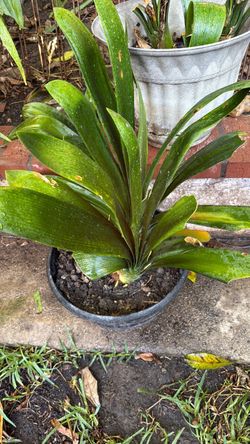 Orange Clivia