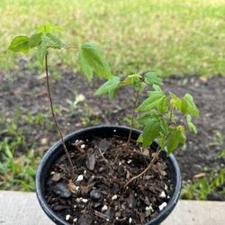 Trident Maple Seedlings 