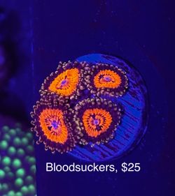 Fake Aquarium Decoration
