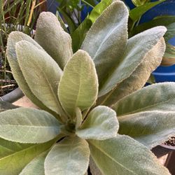 Planta Del Desierto
