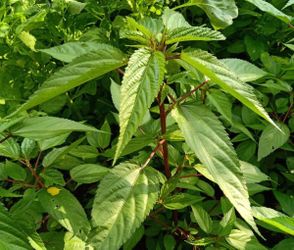 500+Red Jute Seeds, Egyptian Spinach,Saluyot, Molokhia, Plant Spring Or Summer