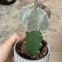 Cactus In Ceramic Pot
