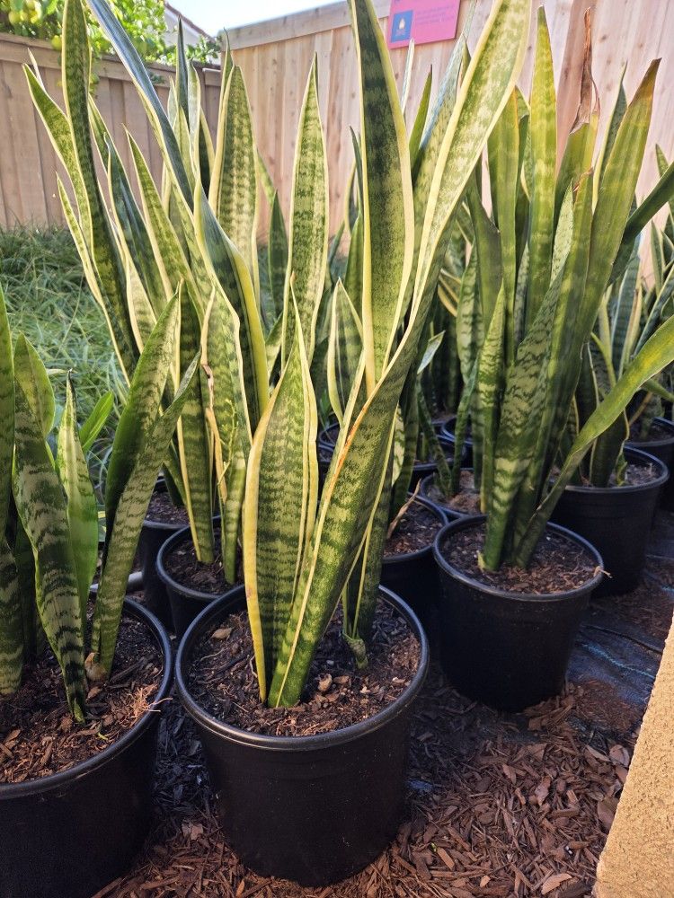 Snake Plants