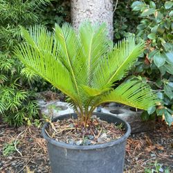 Sago Palm