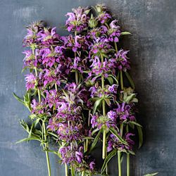 Lambada Bee Balm Seeds Plant Flower Annual