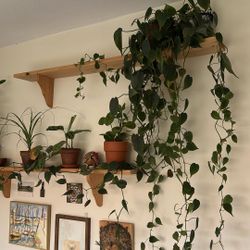 Plant ( Philodendron hederaceum )