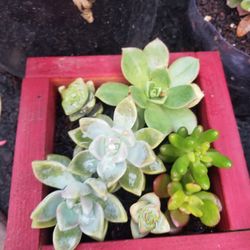 Succulents Mixed