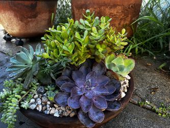 Large Succulent Arrangement