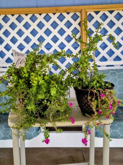 Beautiful natural plant elephant bush and pink flowers amor de in rato $10 each plant