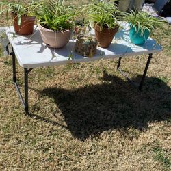Spider Plants $3 Each