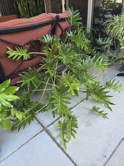 SPECTACULAR "LACEY TREE" SPLIT LEAF PHILODENDRON!! 