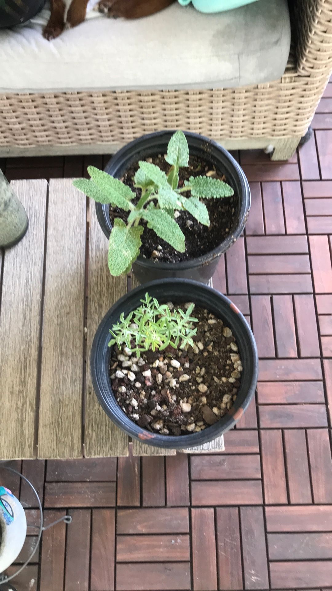 Native Plants And Succulents