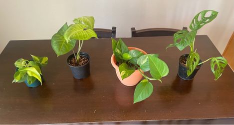 House plants