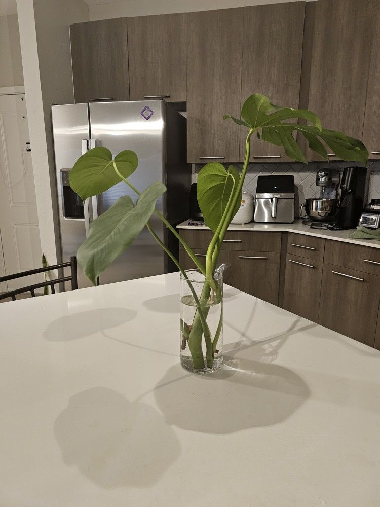 Monstera deliciosa for sale