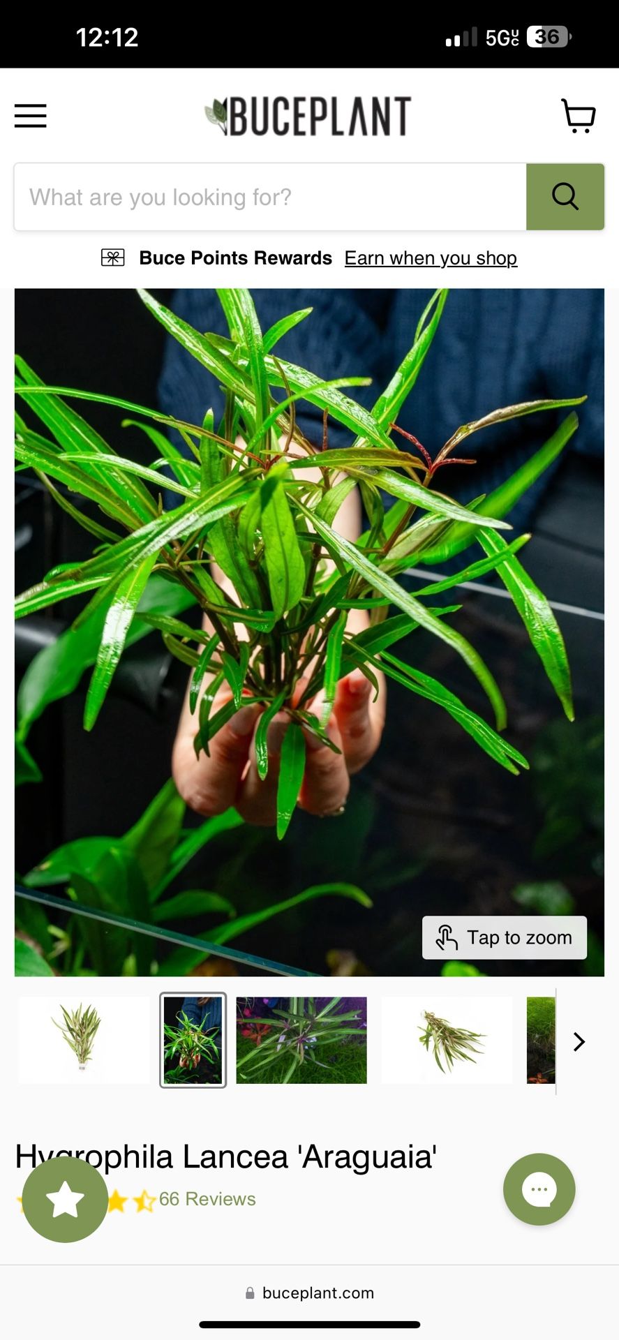 Plants
