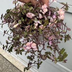 Tradescantia Pink
