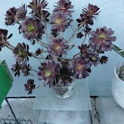 Plantas 