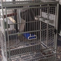 Larger Bird Cage