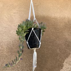 Variegated Trailing Jade