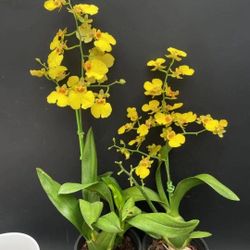 Rare orchid plant 