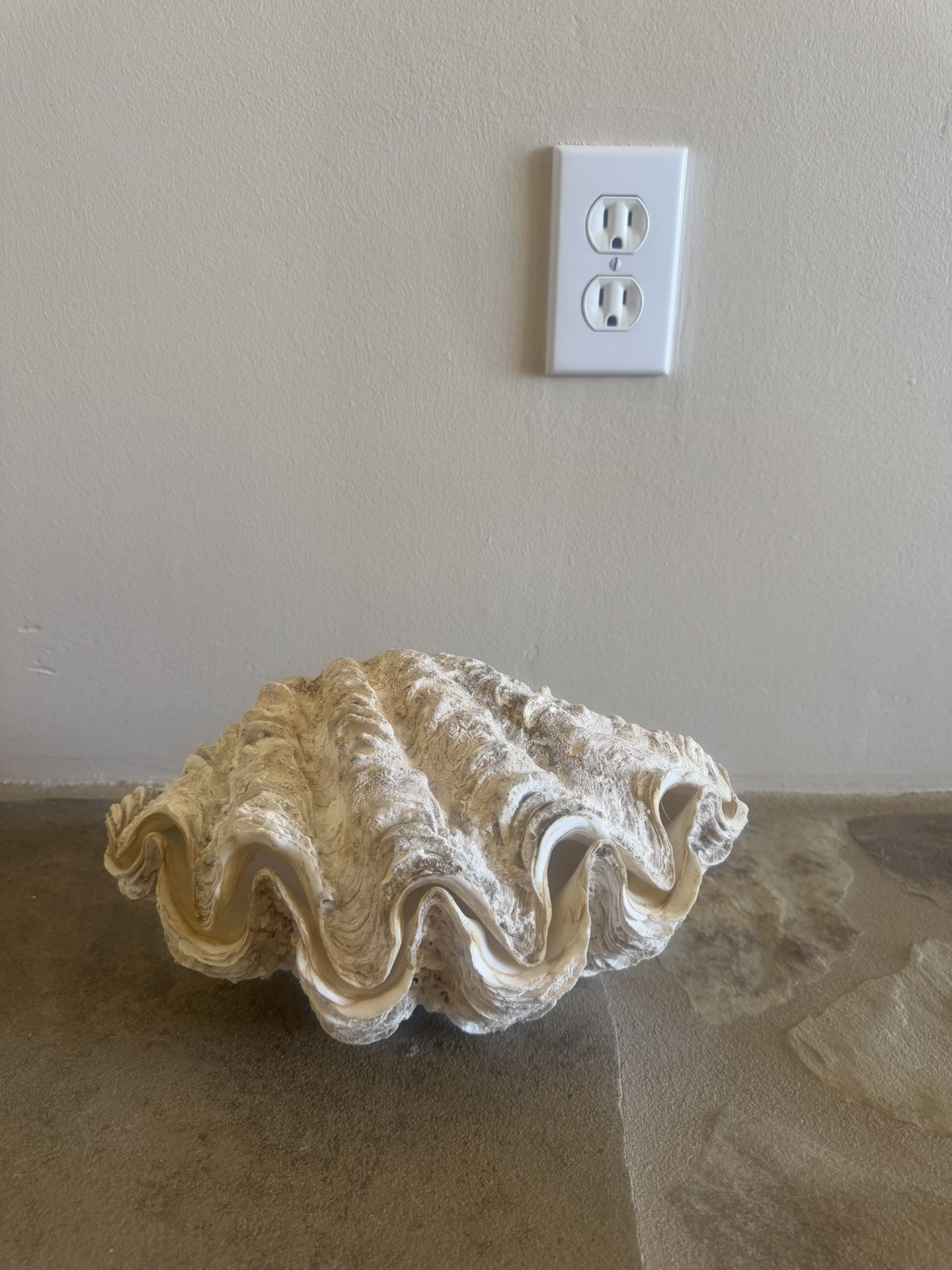 Natural Giant Clam Shell