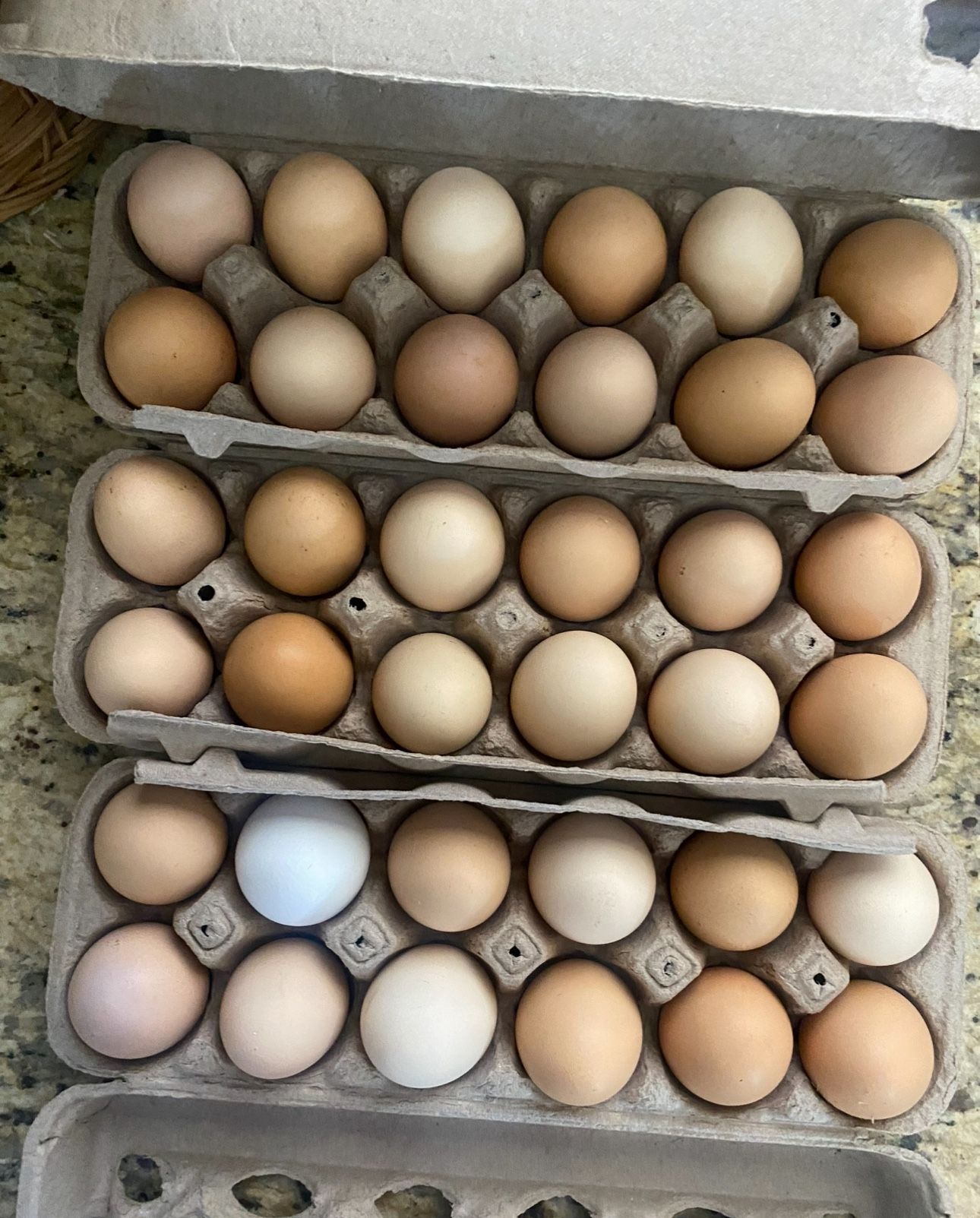 💖🥚 Pretty Eggs From Happy Hens💖🥚