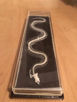 Snake Skeleton in case