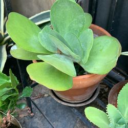 Beautiful Plant 