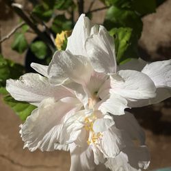 Hybrid  White Hibiscus Plant