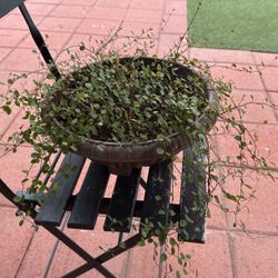 plant 
