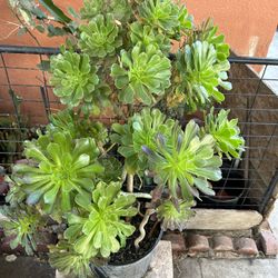 Suculenta