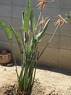 (2) Tropical Bird of paradise flower