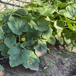 Summer squash 🌱 plants
