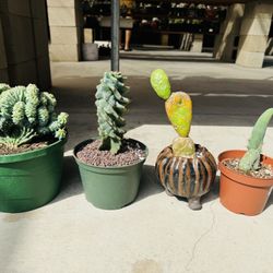 4 Cactus Only $110