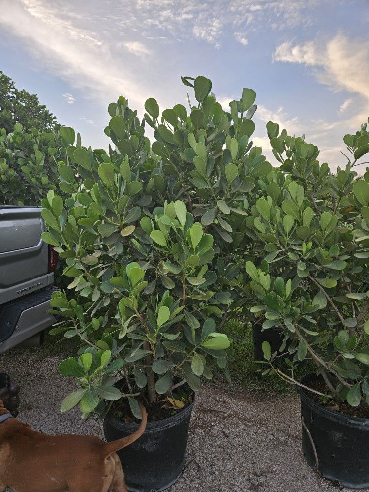 clusias arecas podocarpus 6 feet tall Instant Privacy Hedge For fence
