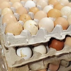 Fertilable Eggs