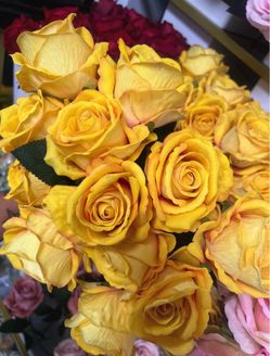 Yellow roses