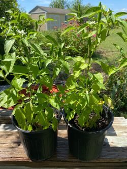 Bird’s Eye Chili Pepper Plant 🌶️