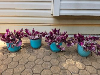 Wandering jew