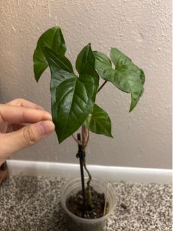 Syngonium ( pick up only )