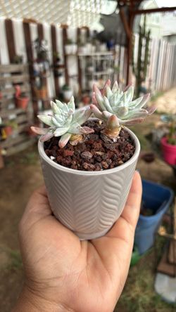 Potted succulent mini dudleya